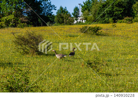 Geese foraging in green meadow surrounded by summer nature Geese foraging in green meadow surrounded by summer nature 140910228
