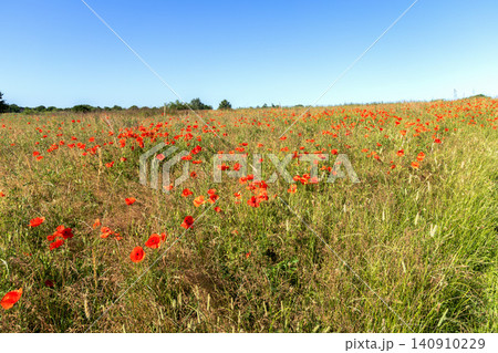 Wild red poppy field under clear blue sky Wild red poppy field under clear blue sky 140910229