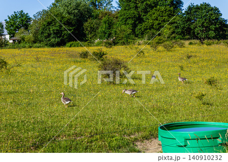 Geese foraging in green meadow surrounded by summer nature Geese foraging in green meadow surrounded by summer nature 140910232
