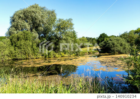 Algae covered pond illustrating freshwater ecosystem change Algae covered pond illustrating freshwater ecosystem change 140910234