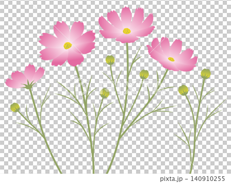 Simple cosmos vector illustration (plant, flower) Simple cosmos vector illustration (plant, flower) 140910255