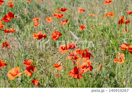 Wild red poppy field under clear blue sky Wild red poppy field under clear blue sky 140910267