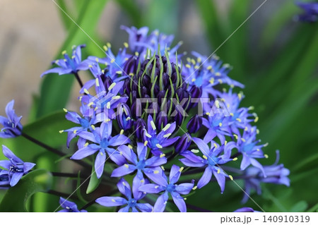 春の庭に咲く青い花びらと中心に紫色のツボミが美しいオオツルボの花 春の庭に咲く青い花びらと中心に紫色のツボミが美しいオオツルボの花 140910319