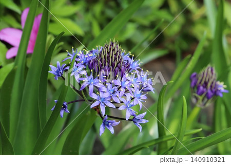 春の庭に咲く青い花びらと中心に紫色のツボミが美しいオオツルボの花 春の庭に咲く青い花びらと中心に紫色のツボミが美しいオオツルボの花 140910321