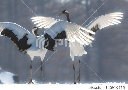 北海道で見られる日本を代表する美しい野鳥、冬の雪原で舞う真白な優雅なタンチョウ 北海道で見られる日本を代表する美しい野鳥、冬の雪原で舞う真白な優雅なタンチョウ 140910456