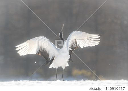 北海道で見られる日本を代表する美しい野鳥、冬の雪原で舞う真白な優雅なタンチョウ 北海道で見られる日本を代表する美しい野鳥、冬の雪原で舞う真白な優雅なタンチョウ 140910457