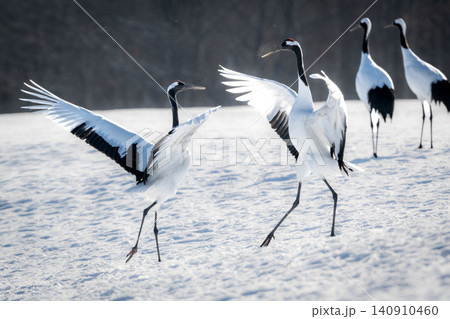 北海道で見られる日本を代表する美しい野鳥、冬の雪原で舞う真白な優雅なタンチョウ 北海道で見られる日本を代表する美しい野鳥、冬の雪原で舞う真白な優雅なタンチョウ 140910460