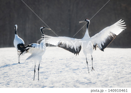 北海道で見られる日本を代表する美しい野鳥、冬の雪原で舞う真白な優雅なタンチョウ 北海道で見られる日本を代表する美しい野鳥、冬の雪原で舞う真白な優雅なタンチョウ 140910461