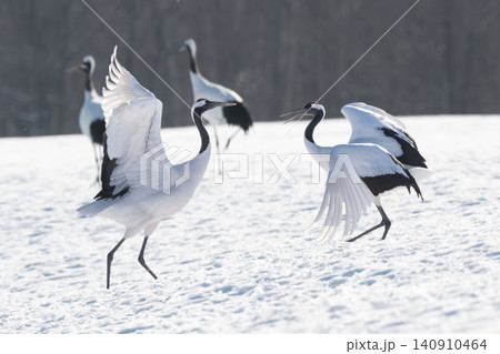 北海道で見られる日本を代表する美しい野鳥、冬の雪原で舞う真白な優雅なタンチョウ 北海道で見られる日本を代表する美しい野鳥、冬の雪原で舞う真白な優雅なタンチョウ 140910464