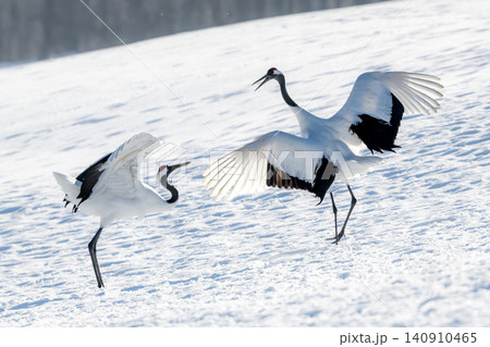 北海道で見られる日本を代表する美しい野鳥、冬の雪原で舞う真白な優雅なタンチョウ 北海道で見られる日本を代表する美しい野鳥、冬の雪原で舞う真白な優雅なタンチョウ 140910465