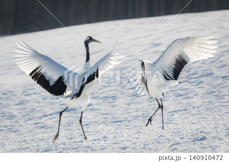 北海道で見られる日本を代表する美しい野鳥、冬の雪原で舞う真白な優雅なタンチョウ 北海道で見られる日本を代表する美しい野鳥、冬の雪原で舞う真白な優雅なタンチョウ 140910472