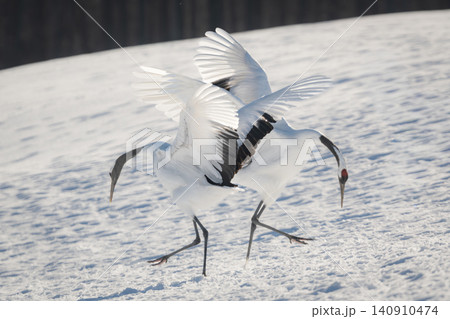 北海道で見られる日本を代表する美しい野鳥、冬の雪原で舞う真白な優雅なタンチョウ 140910474