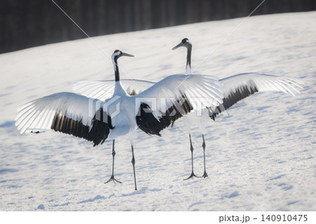北海道で見られる日本を代表する美しい野鳥、冬の雪原で舞う真白な優雅なタンチョウ 北海道で見られる日本を代表する美しい野鳥、冬の雪原で舞う真白な優雅なタンチョウ 140910475