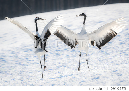 北海道で見られる日本を代表する美しい野鳥、冬の雪原で舞う真白な優雅なタンチョウ 140910476