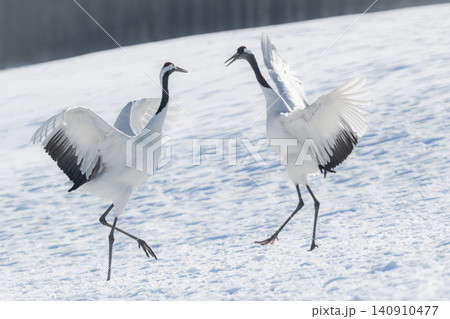 北海道で見られる日本を代表する美しい野鳥、冬の雪原で舞う真白な優雅なタンチョウ 北海道で見られる日本を代表する美しい野鳥、冬の雪原で舞う真白な優雅なタンチョウ 140910477