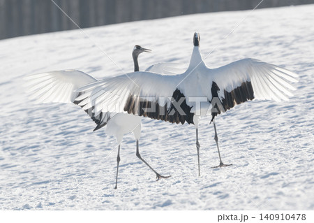 北海道で見られる日本を代表する美しい野鳥、冬の雪原で舞う真白な優雅なタンチョウ 北海道で見られる日本を代表する美しい野鳥、冬の雪原で舞う真白な優雅なタンチョウ 140910478