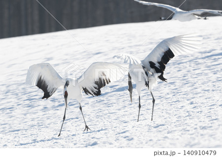 北海道で見られる日本を代表する美しい野鳥、冬の雪原で舞う真白な優雅なタンチョウ 140910479