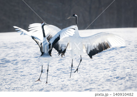 北海道で見られる日本を代表する美しい野鳥、冬の雪原で舞う真白な優雅なタンチョウ 140910482