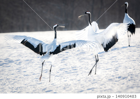 北海道で見られる日本を代表する美しい野鳥、冬の雪原で舞う真白な優雅なタンチョウ 北海道で見られる日本を代表する美しい野鳥、冬の雪原で舞う真白な優雅なタンチョウ 140910483
