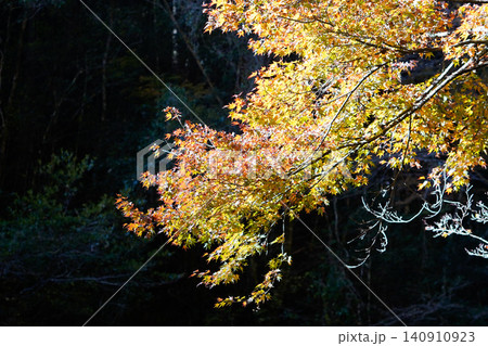 ライトアップされた紅葉 ライトアップされた紅葉 140910923