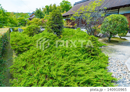 京都市山科区 勸修寺 書院南庭のハイビャクシン 京都市山科区 勸修寺 書院南庭のハイビャクシン 140910965