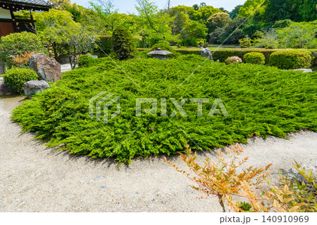 京都市山科区 勸修寺 書院南庭の灯篭とハイビャクシン 京都市山科区 勸修寺 書院南庭の灯篭とハイビャクシン 140910969