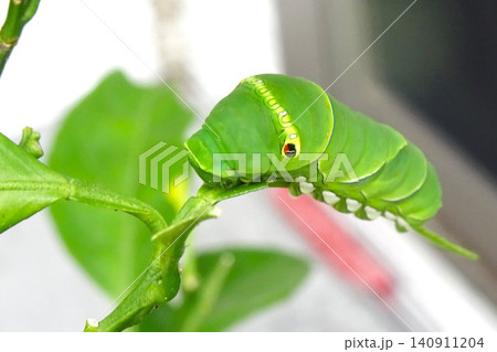 鉢植えミカンの葉を食べ尽くすアゲハの幼虫 鉢植えミカンの葉を食べ尽くすアゲハの幼虫 140911204
