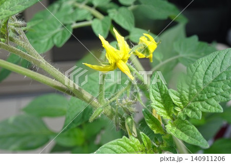 家庭菜園で栽培中 ミニトマトの花 家庭菜園で栽培中 ミニトマトの花 140911206