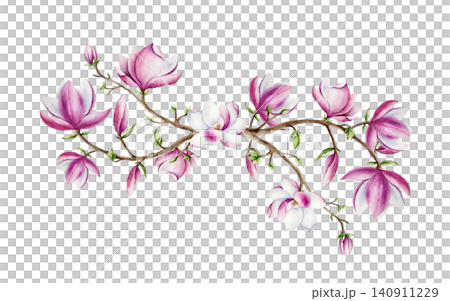 Magnolia branch with pink flowers arrangement. Watercolor hand drawn spring lush blossom logo with green buds on a tree illustration isolated on background, transparent png. Botanical and wedding clip Magnolia branch with pink flowers arrangement. Watercolor hand drawn spring lush blossom logo with green buds on a tree illustration isolated on background, transparent png. Botanical and wedding clip 140911229