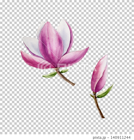 Magnolia pink flowers collection. Watercolor hand drawn spring lush blossom with green buds illustration isolated on background, transparent png. Botanical and wedding clip art. For greeting card 140911244
