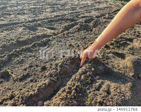 Human hand planting seedlings in neat furrows of dark, fertile soil on an organic garden or farm, preparing rows for growth, new life and sustainable crops. Human hand planting seedlings in neat furrows of dark, fertile soil on an organic garden or farm, preparing rows for growth, new life and sustainable crops. 140911768