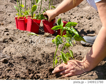 Woman's hands transplanting young green pepper seedlings from red pots into tilled garden soil on a sunny day, nurturing healthy vegetable growth and organic outdoor gardening. Woman's hands transplanting young green pepper seedlings from red pots into tilled garden soil on a sunny day, nurturing healthy vegetable growth and organic outdoor gardening. 140911780