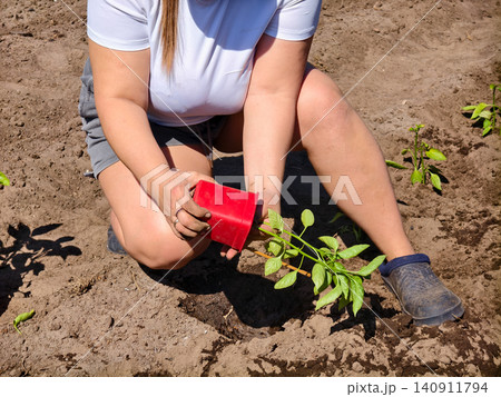 Woman's hands gently lifting a young green seedling from a red pot and planting it into rich garden soil, symbolizing growth, care, and new life in a sunny outdoor setting. Woman's hands gently lifting a young green seedling from a red pot and planting it into rich garden soil, symbolizing growth, care, and new life in a sunny outdoor setting. 140911794