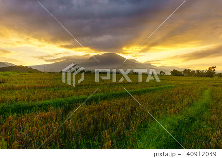 Terraced Rice Fields at Sunrise in Indonesia. Beautiful panoramic view of terraced rice fields surrounded by lush tropical greenery and palm trees 140912039