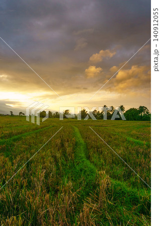 Terraced Rice Fields at Sunrise in Indonesia. Beautiful panoramic view of terraced rice fields surrounded by lush tropical greenery and palm trees Terraced Rice Fields at Sunrise in Indonesia. Beautiful panoramic view of terraced rice fields surrounded by lush tropical greenery and palm trees 140912055