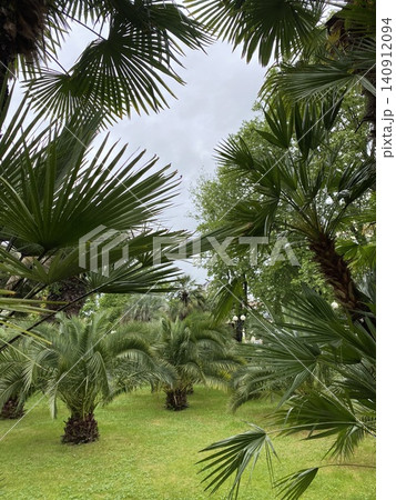 Lush Tropical Palm Garden with Green Foliage Under Cloudy Sky Lush Tropical Palm Garden with Green Foliage Under Cloudy Sky 140912094