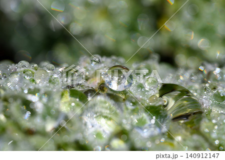 夏の水玉_1291 夏の水玉_1291 140912147