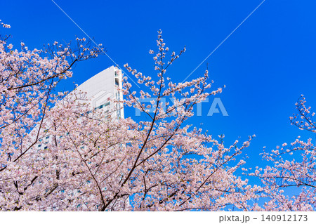 【神奈川県】横浜みなとみらい 満開の桜とインターコンチネンタル ホテル 【神奈川県】横浜みなとみらい 満開の桜とインターコンチネンタル ホテル 140912173
