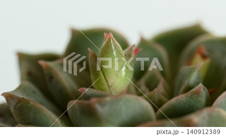 エケベリアの新芽のマクロ写真 140912389