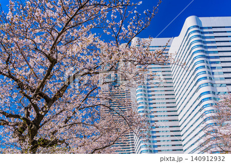【神奈川県】横浜みなとみらい 桜が咲いた、さくら通りの景観 【神奈川県】横浜みなとみらい 桜が咲いた、さくら通りの景観 140912932