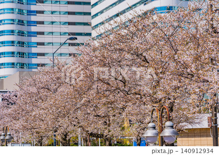 【神奈川県】横浜みなとみらい 桜が咲いた、さくら通りの景観 【神奈川県】横浜みなとみらい 桜が咲いた、さくら通りの景観 140912934