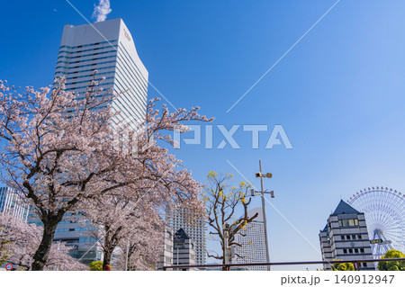 【神奈川県】横浜みなとみらい　桜が咲いた、さくら通りの景観 140912947