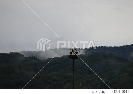霧に包まれた山間の巣とコウノトリ 霧に包まれた山間の巣とコウノトリ 140913046