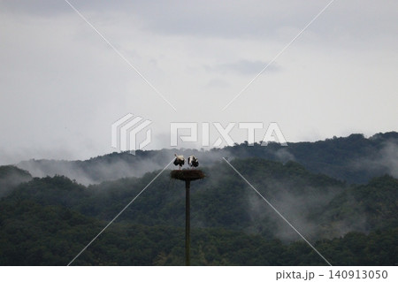 霧に包まれた山間の巣とコウノトリ 霧に包まれた山間の巣とコウノトリ 140913050