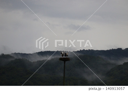 霧に包まれた山間の巣とコウノトリ 霧に包まれた山間の巣とコウノトリ 140913057
