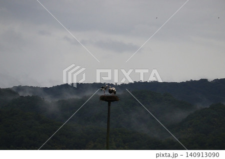 霧に包まれた山間の巣とコウノトリ 霧に包まれた山間の巣とコウノトリ 140913090
