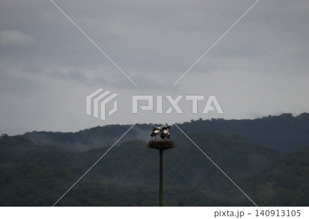 霧に包まれた山間の巣とコウノトリ 霧に包まれた山間の巣とコウノトリ 140913105