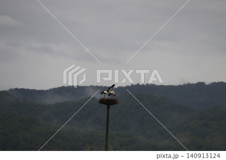 霧に包まれた山間の巣とコウノトリ 霧に包まれた山間の巣とコウノトリ 140913124