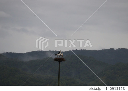 霧に包まれた山間の巣とコウノトリ 霧に包まれた山間の巣とコウノトリ 140913128