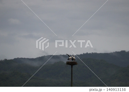 霧に包まれた山間の巣とコウノトリ 霧に包まれた山間の巣とコウノトリ 140913138